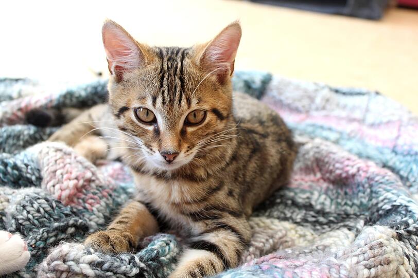 Timon