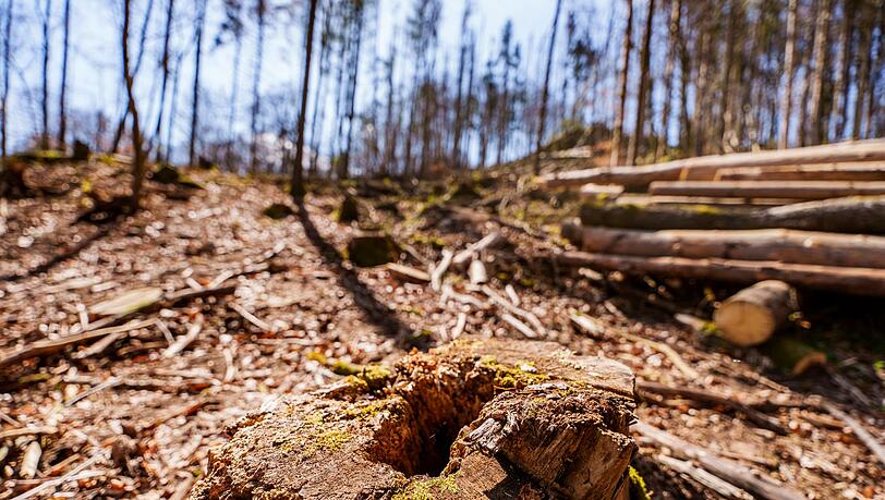 Die EU-Entwaldungsverordnung wird nach Druck auf der Wirtschaft abgeschwächt. (Symbolbild) Die EU-Entwaldungsverordnung wird nach Druck auf der Wirtschaft abgeschwächt. (Symbolbild)
