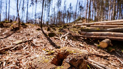 Die EU-Entwaldungsverordnung wird nach Druck auf der Wirtschaft abgeschwächt. (Symbolbild)