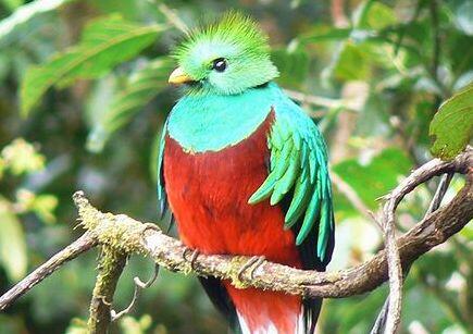 Um den legendären Tropenvogel El Quetzal geht es in dem Vortrag.
