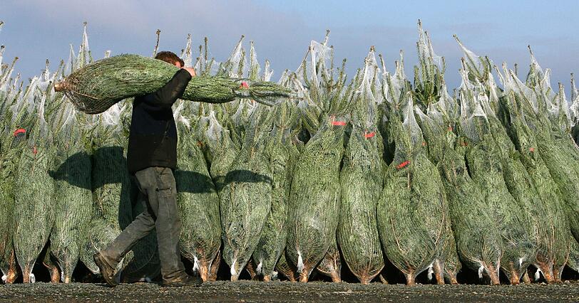 Ran an die Christbäume &ndash; allmählich wird&rsquo;s auch Zeit.