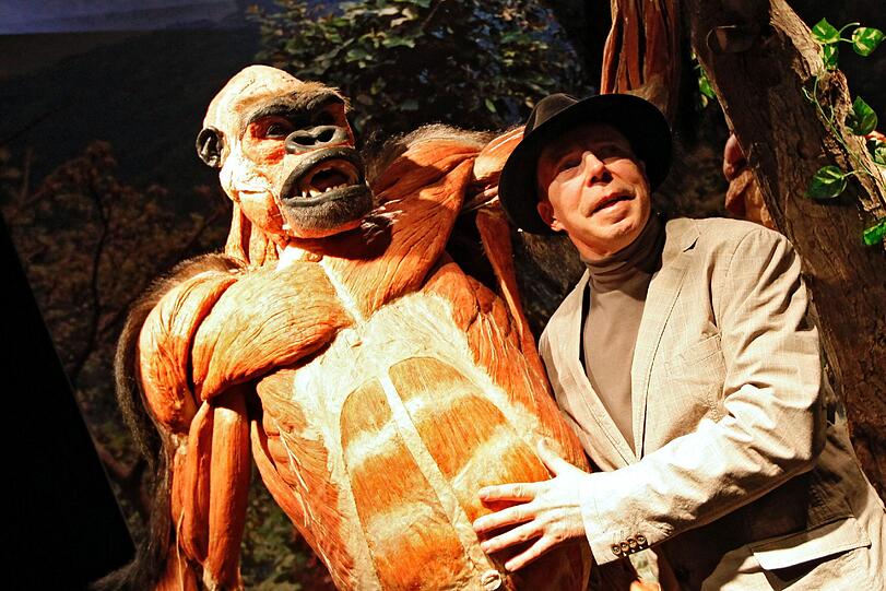 Gorilla als Plastinat.