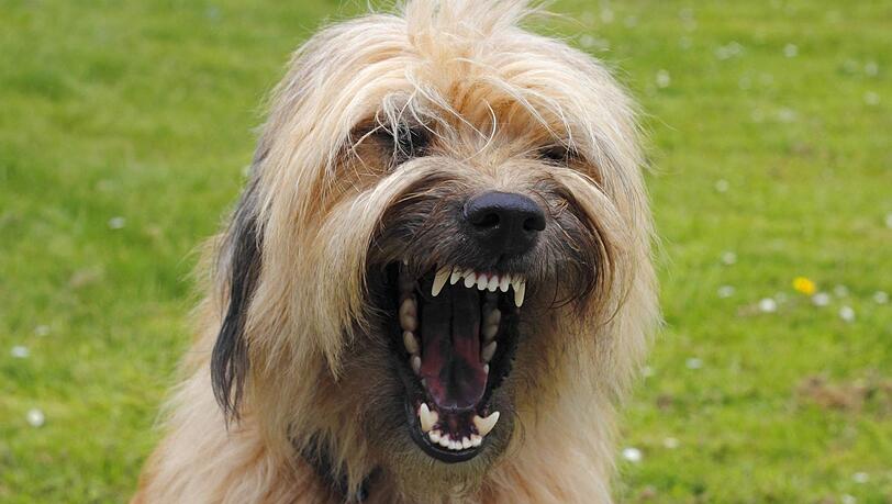 Angst vor Hunden - kein seltenes Phänomen (Symbolfoto) Angst vor Hunden - kein seltenes Phänomen (Symbolfoto)