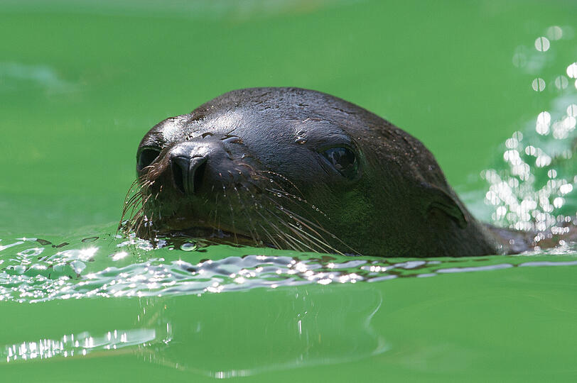 Der kleine Otti ist zwar erst eineinhalb Monate alt, schwimmt aber schon wie ein Großer.