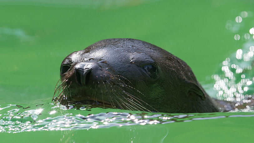 Der kleine Otti ist zwar erst eineinhalb Monate alt, schwimmt aber schon wie ein Großer. Der kleine Otti ist zwar erst eineinhalb Monate alt, schwimmt aber schon wie ein Großer.