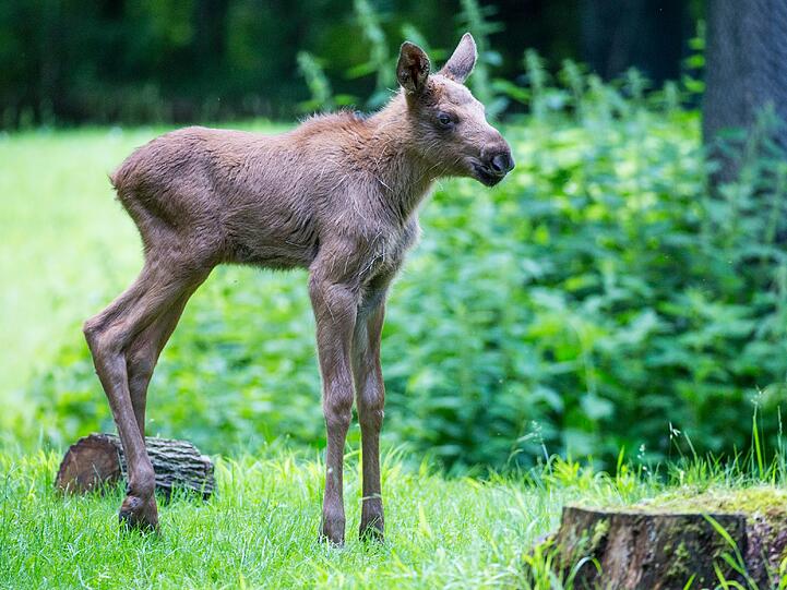 Das junge Elchkalb schaut noch etwas ängstlich.