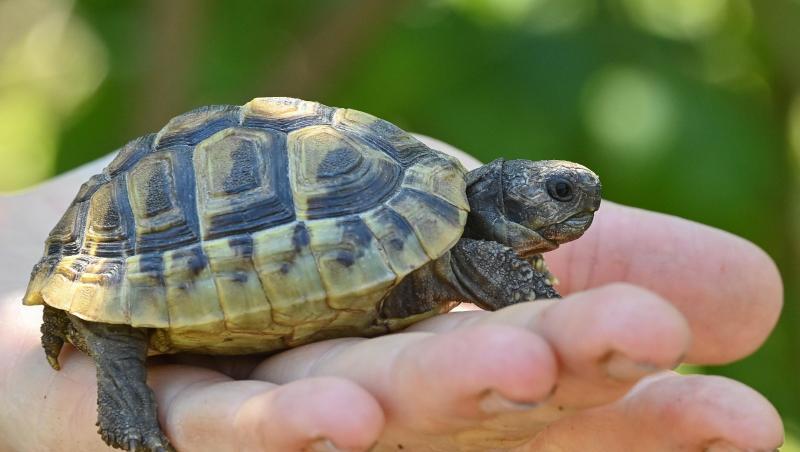 Eine junge Griechische Landschildkröte ist gerade mal handtellergroß. Sie kann über 100 Jahre alt werden. (Symbolbild)