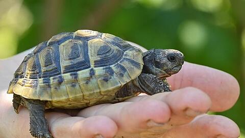 Eine junge Griechische Landschildkröte ist gerade mal handtellergroß. Sie kann über 100 Jahre alt werden. (Symbolbild)