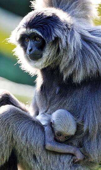 Silbergibbon-Mama Pangrango mit ihrem Baby