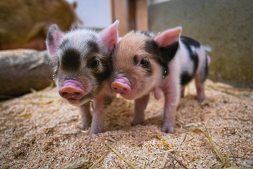 In Hellabrunn sind die Schweine zu bewundern.