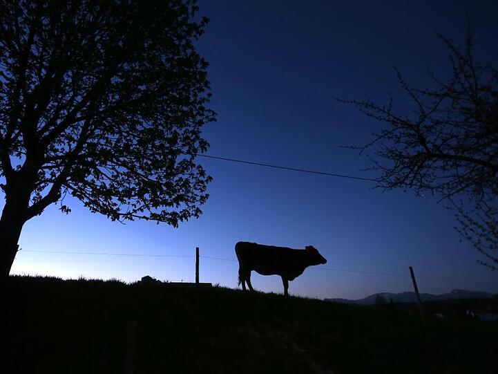 Eine Kuh weidet auf einer Wiese. Foto: Karl-Josef Hildenbrand/dpa/Symbolbild