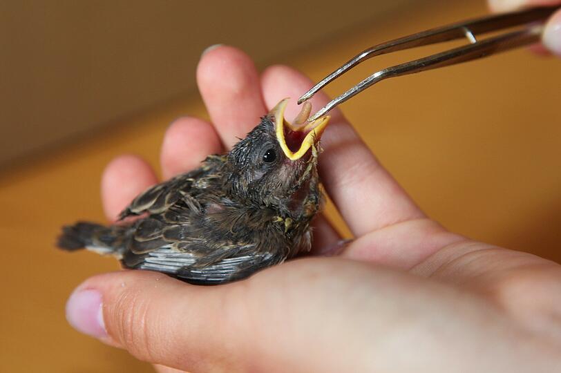 Schnabel auf: Tamara füttert das Vogelkind fleißig mit feinsten Maden.