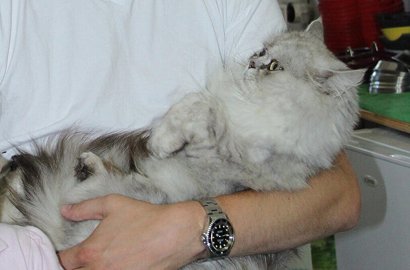 Endlich wieder daheim: Perserkater Timmy!