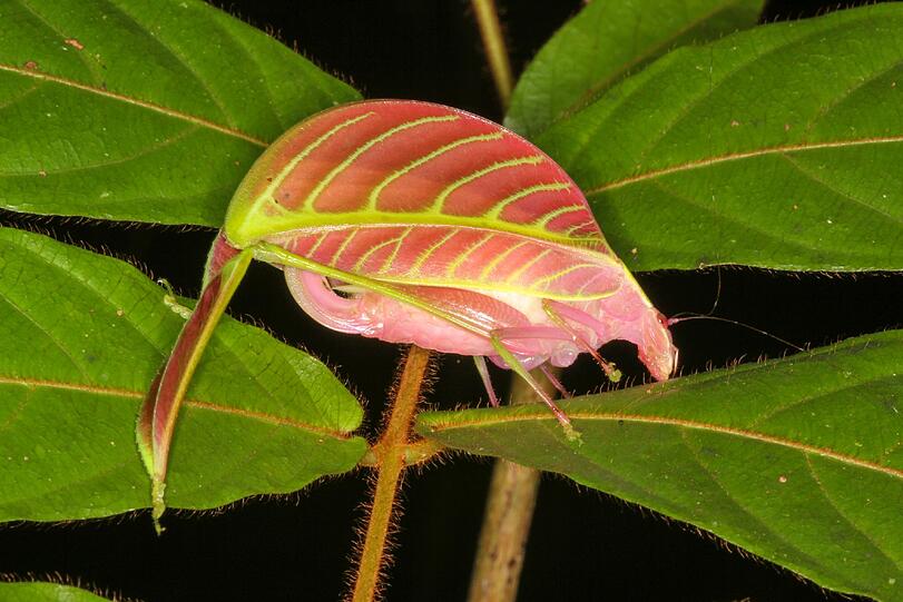 Die Heuschrecke Eulophophyllum kirki ahmt das Aussehen eines Blattes nach. Sie wurde entdeckt, als Forscher in Malaysia nach Spinnen und Schlangen suchten. Weil dem Fotografen Peter Kirk die bisher einzige Aufnahme eines Exemplars gelang, wurde die Art nach ihm benannt.