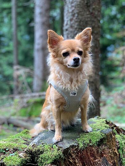 Sammy