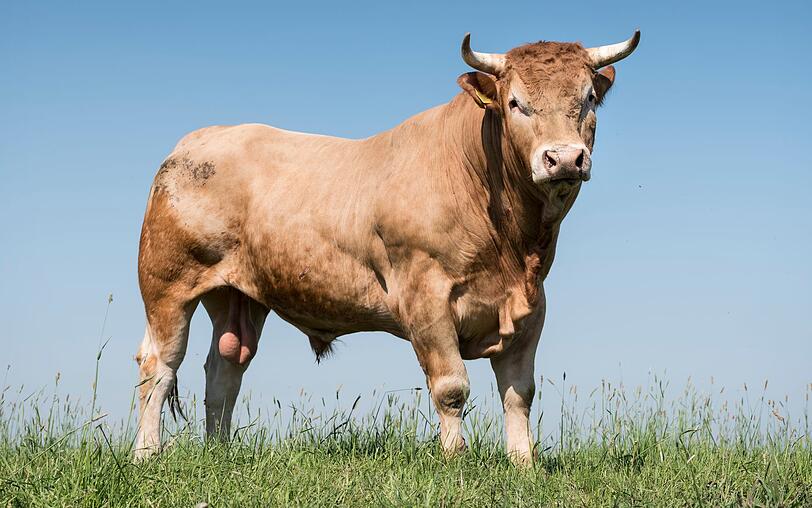 In Russland denkt man an ein Tier, mit dem man sich lieber nicht anlegen will, um zu formulieren, dass jemand vor Kraft strotzt: "Zdorov kak byk" lautet übersetzt "gesund wie ein Bulle". In Russland denkt man an ein Tier, mit dem man sich lieber nicht anlegen will, um zu formulieren, dass jemand vor Kraft strotzt: "Zdorov kak byk" lautet übersetzt "gesund wie ein Bulle".