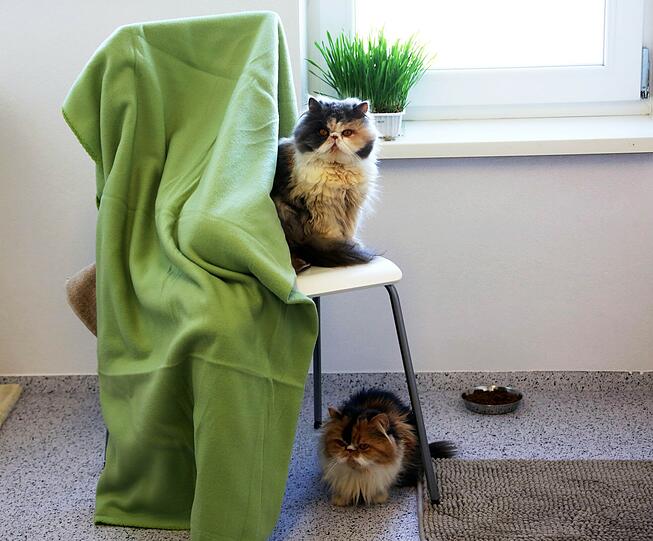 Die Perserkatzen Marie und Rosie sind am Montag eingezogen - und noch ein kleines bisschen irritiert.