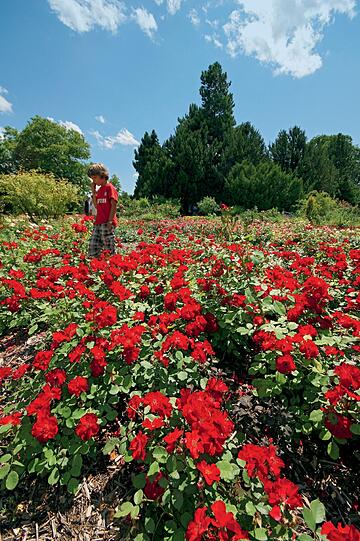8000 Rosen blühen im Rosengarten &ndash; einem der Themengärten der Städtischen Baumschule.