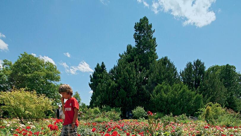 8000 Rosen blühen im Rosengarten – einem der Themengärten der Städtischen Baumschule. 8000 Rosen blühen im Rosengarten – einem der Themengärten der Städtischen Baumschule.