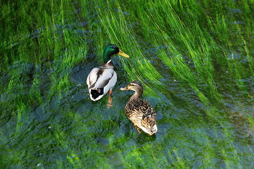 Paddelausflug zu zweit: ein Stockenten-Pärchen im tiefgrünen Bach.