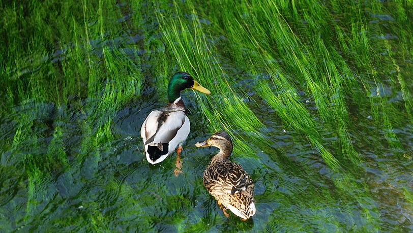 Paddelausflug zu zweit: ein Stockenten-Pärchen im tiefgrünen Bach. Paddelausflug zu zweit: ein Stockenten-Pärchen im tiefgrünen Bach.