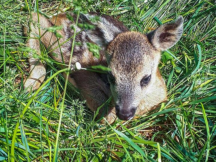 Ein kleines Rehkitz liegt im hohen Gras. Foto: ---/Wildtierrettung/dpa/Archivbild