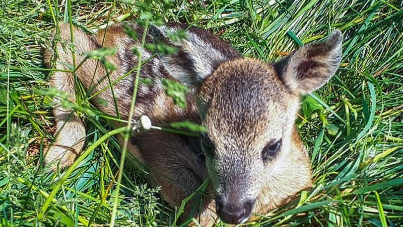 Ein kleines Rehkitz liegt im hohen Gras. Foto: ---/Wildtierrettung/dpa/Archivbild Ein kleines Rehkitz liegt im hohen Gras. Foto: ---/Wildtierrettung/dpa/Archivbild