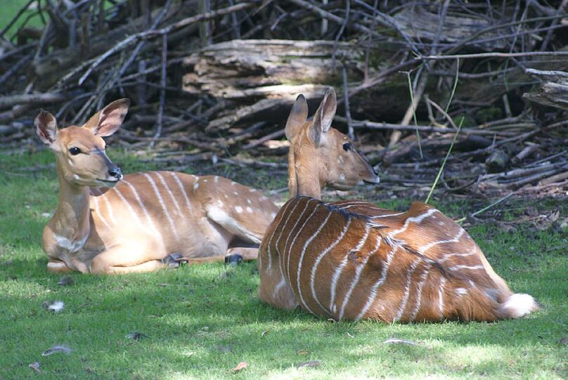 Jetzt bloß nicht bewegen: Die Nyala-Antilopen sitzen reglos im Schatten hoher Bäume.
