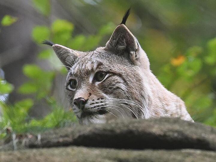 Ein Luchs liegt in einem Gehege. Foto: Holger Hollemann/dpa/Archivbild