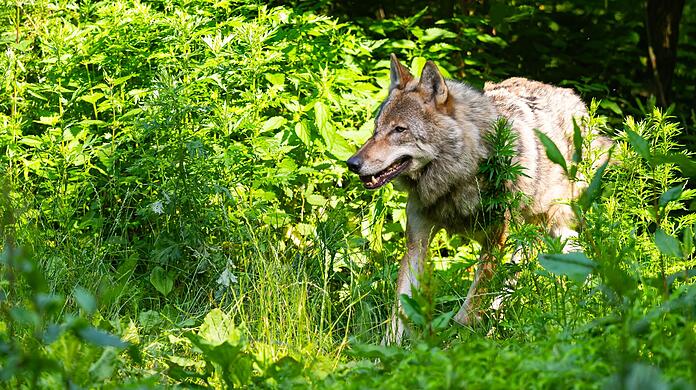 Aus Aiwangers Sicht sollte der Bund beim Wolf umgehend eine Bejagung ermöglichen. (Archivbild)
