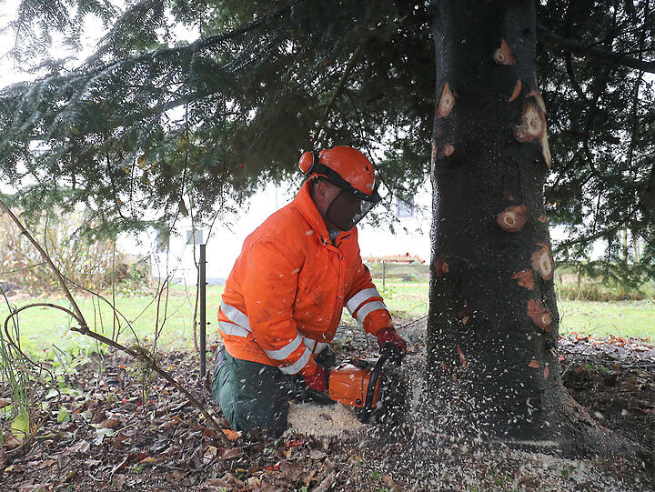 Baum fällt: Mit einer Kettensäge wird der Stamm durchtrennt.