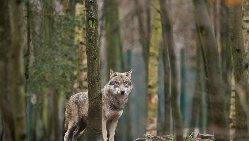 Mit gemischten Gefühlen starten die bayerischen Älpler in die Saison. Sie fürchten Wolfsrisse auf den Alpen und Almen. (Archivbild) Mit gemischten Gefühlen starten die bayerischen Älpler in die Saison. Sie fürchten Wolfsrisse auf den Alpen und Almen. (Archivbild)