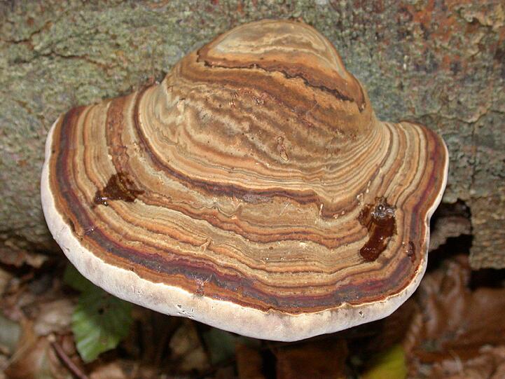 Der Echte Zunderschwamm - Fomes fomentarius  - eine Erfolgsgeschichte: Unter einer harten Schale steckt ein weicher Kern. Das Sprichwort trifft zu hundert Prozent auf einen Haushaltsgegenstand zu, der seit der mittleren Steinzeit aus den vorgeschichtlichen Siedlungen und Jagdlagern nicht mehr wegzudenken ist: der Echte Zunderschwamm, Fomes fomentarius. Unterschiedlichste Verwendungsmöglichkeiten zeichnen diesen Alleskönner aus: in der Medizin und der Zahnmedizin, der Fischerei, als Haushaltsgegenstand zum Feuermachen und als Stoffersatz. Zwei Eigenschaften sind es, die ihn erfolgreich werden ließen: Die gute Brennbarkeit und die gute Saugfähigkeit, erklärt Archäolgin Karin Weiner, die die Ausstellung mitorganisiert.