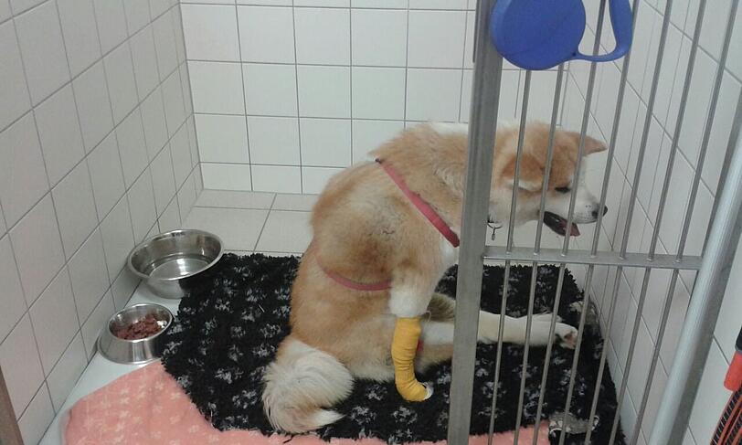 Todkrank: das vergiftete Tier am Wochenende in der Tierklinik in Haar.