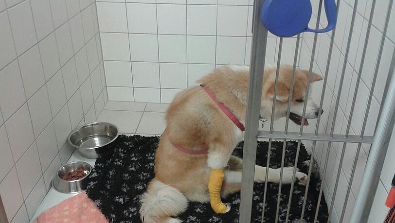 Todkrank: das vergiftete Tier am Wochenende in der Tierklinik in Haar. Todkrank: das vergiftete Tier am Wochenende in der Tierklinik in Haar.