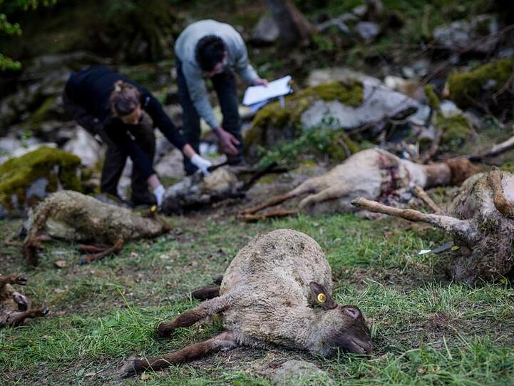 Zahlreiche tote Schafe werden von Vertretern der Forstlichen Versuchs- und Forschungsanstalt Baden-Württemberg (FVA) untersucht. Ein Wolf war vermutlich für die toten Tiere verantwortlich.