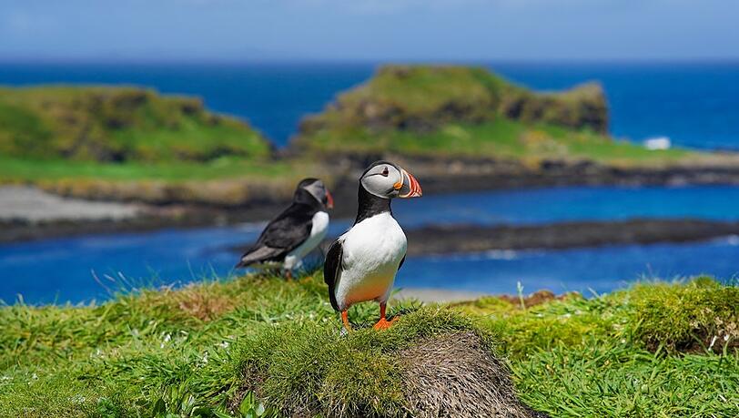 An Schottlands Küsten können Reisende Puffins - oder Papageitaucher - beobachten, am besten zwischen April und Juli. An Schottlands Küsten können Reisende Puffins - oder Papageitaucher - beobachten, am besten zwischen April und Juli.