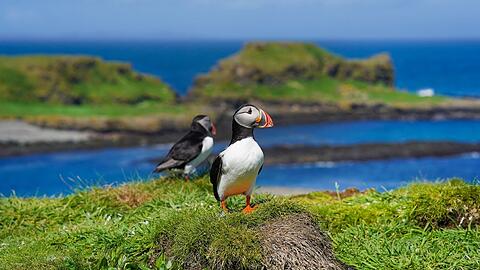 An Schottlands K&uuml;sten k&ouml;nnen Reisende Puffins - oder Papageitaucher - beobachten, am besten zwischen April und Juli.