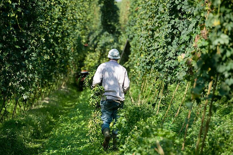 Ein Erntehelfer geht am Mittwoch bei Aiglsbach durch ein Hopfenfeld.