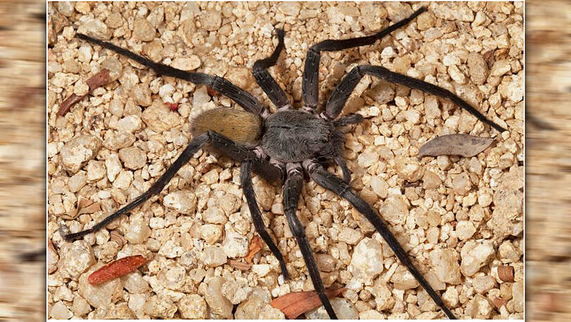 Forscher entdeckten die Califorctenus Cacachilensis in mexikanischen Höhlen. Forscher entdeckten die Califorctenus Cacachilensis in mexikanischen Höhlen.