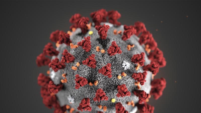 Eine Mikroskopaufnahme zeigt das Coronavirus. Foto: Uncredited/Centers for Disease Control and Prevention/AP/dpa/Archivbild Eine Mikroskopaufnahme zeigt das Coronavirus. Foto: Uncredited/Centers for Disease Control and Prevention/AP/dpa/Archivbild
