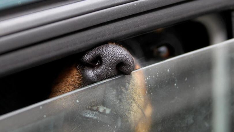 Immer wieder kommt es vor, dass Hundehalter die Gefahr von Hitze unterschätzen und ihren Hund im Auto zurücklassen. Immer wieder kommt es vor, dass Hundehalter die Gefahr von Hitze unterschätzen und ihren Hund im Auto zurücklassen.