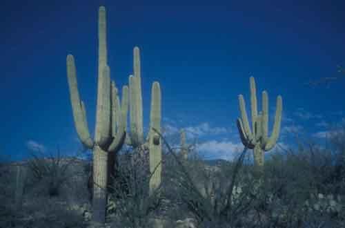 Typische Saguaro-Kakteen, Foto: J. Wallner, Wikipedia