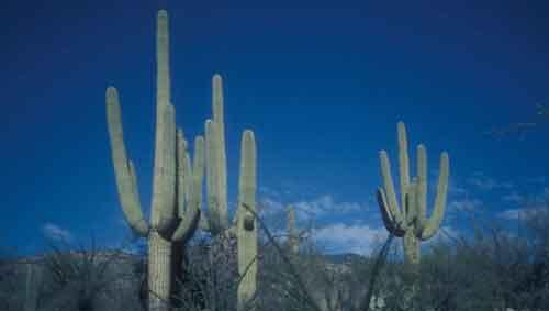 Typische Saguaro-Kakteen, Foto: J. Wallner, Wikipedia Typische Saguaro-Kakteen, Foto: J. Wallner, Wikipedia