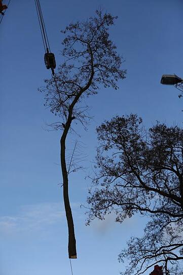 Um kurz nach 8 Uhr muss noch ein Baum gefällt werden, der dem Flug des Ausflugsschiffs im Weg steht.