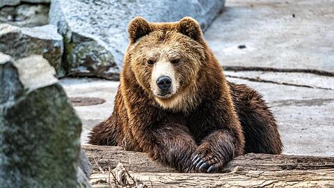Ein Braunbär liegt in seinem Gehege im Tiergarten. Foto: Armin Weigel/dpa
