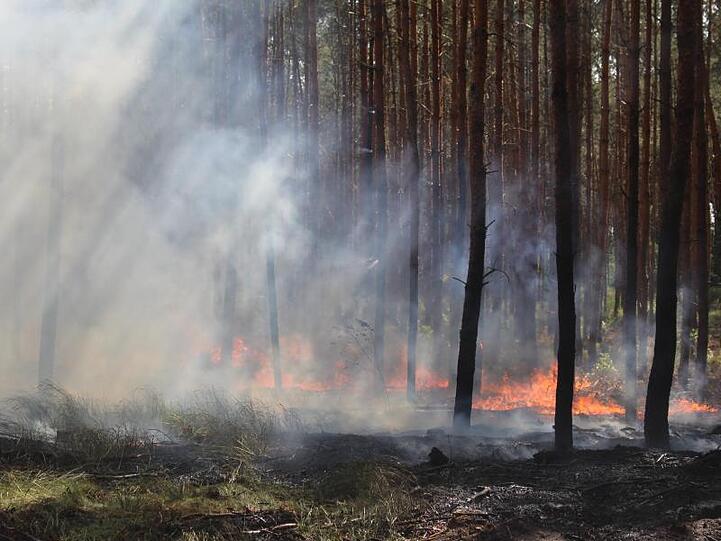 Blick auf einen Waldbodenbrand an der A10 in der Nähe der Anschlussstelle Wolfslake.