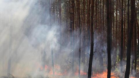 Blick auf einen Waldbodenbrand an der A10 in der Nähe der Anschlussstelle Wolfslake.