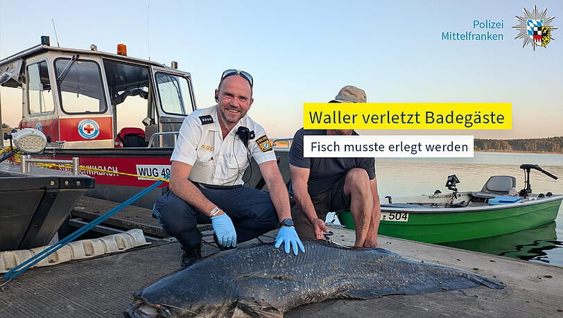 Der erlegte Waller liegt am Ufer vom Brombachsee, nachdem er wiederholt Schwimmer angegriffen hat.
