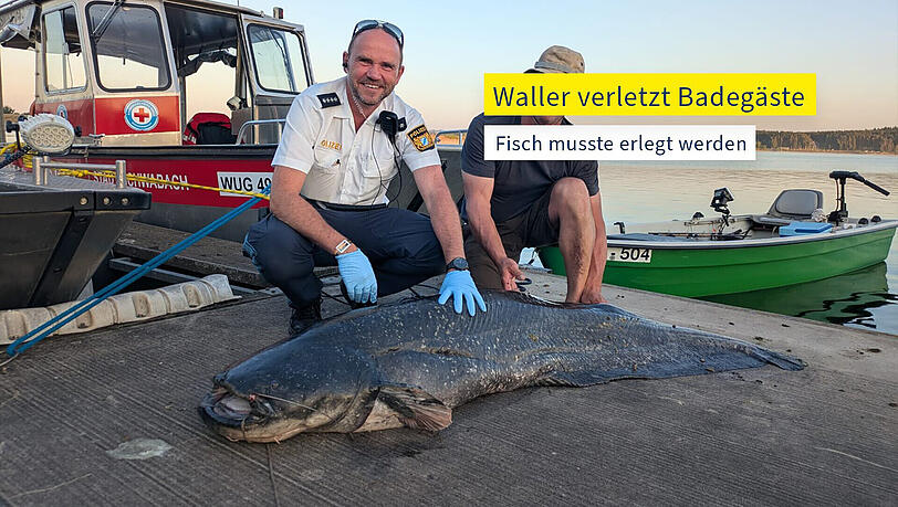 Der erlegte Waller liegt am Ufer vom Brombachsee, nachdem er wiederholt Schwimmer angegriffen hat.